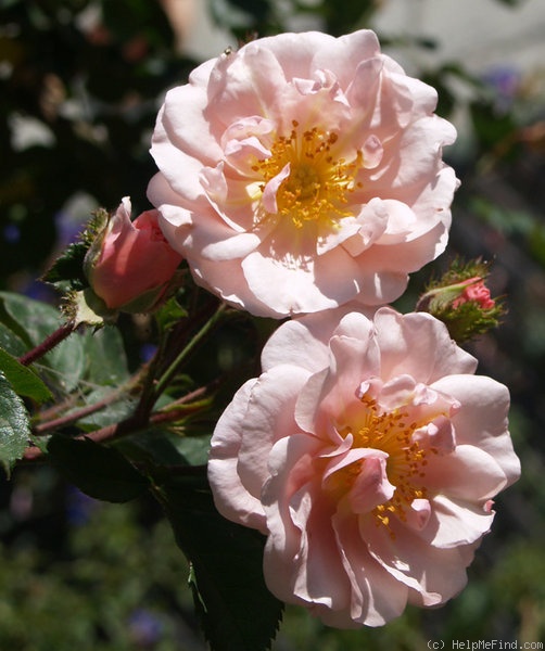 'Dawn Crest' rose photo