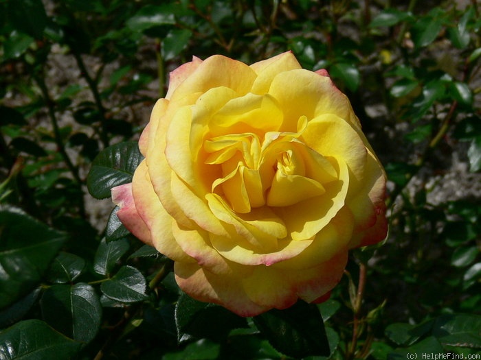 'Henrietta ® (hybrid tea, McGredy, 1991)' rose photo