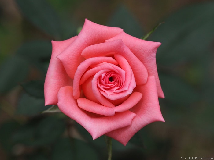 'Pierrine' rose photo