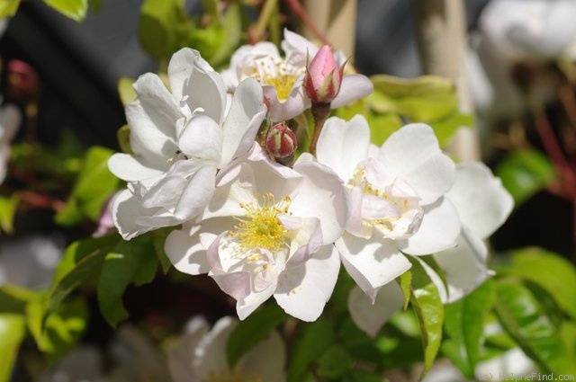 'Lucens Erecta' rose photo