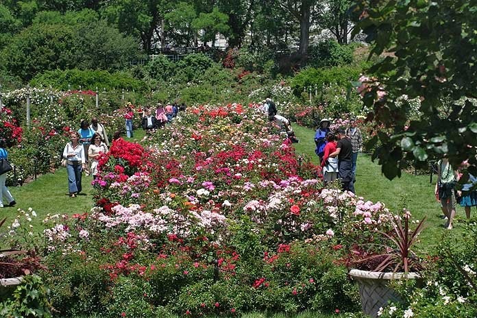 'Cranford Rose Garden'  photo