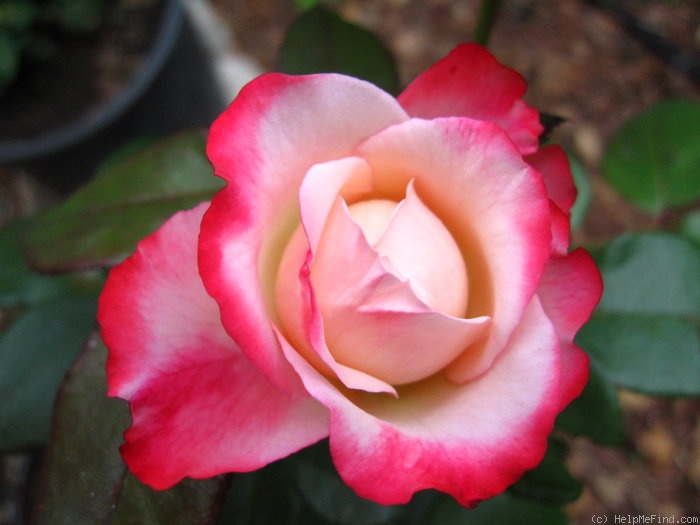 'Nostalgie ®' rose photo