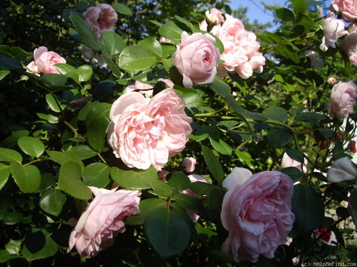 'Cinderella ™ (climber, Kordes 2003)' rose photo