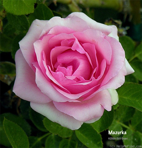 'Mazurka (floribunda, Verbeek, 1965)' rose photo