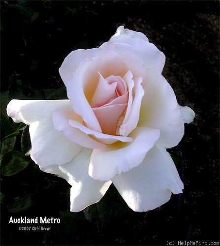 'Auckland Metro' rose photo
