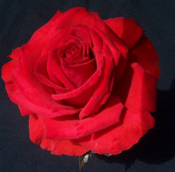 'Brindabella Blaze' rose photo