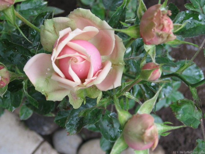 'Eden Romantica ®' rose photo