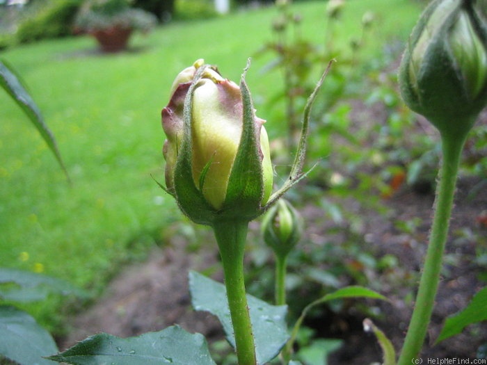 'Harry Kirk' rose photo