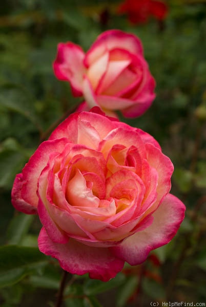 'Rina Herholdt' rose photo