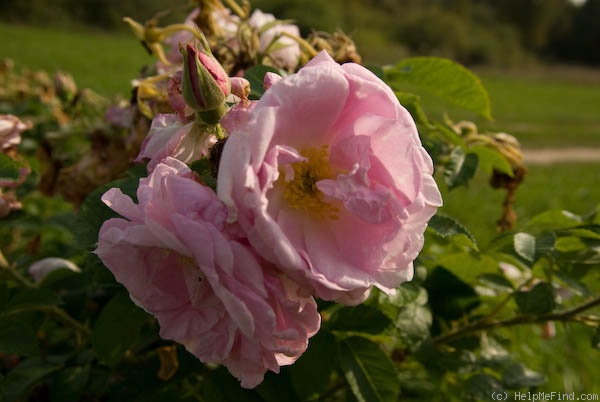 'Agra' rose photo