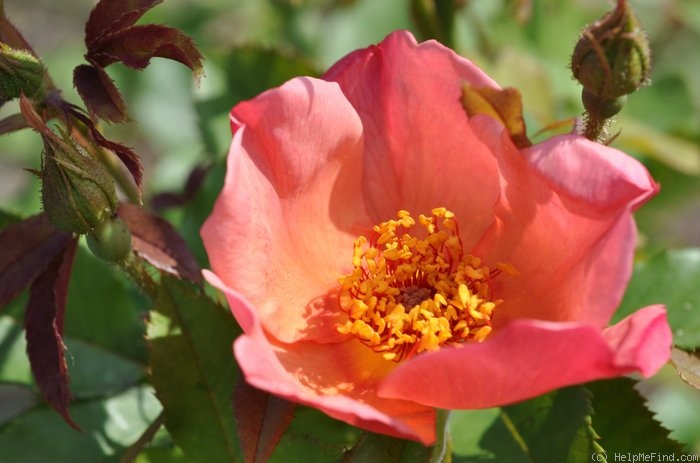 'Morning Mist (shrub, Austin, 1996)' rose photo