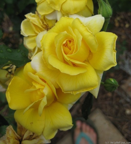 'Gold Bunny' rose photo