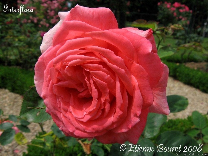 'Interflora' rose photo