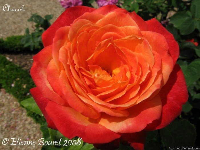 'Chacok ®' rose photo
