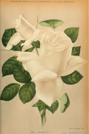 'Albatross (hybrid tea, Paul 1908)' rose photo