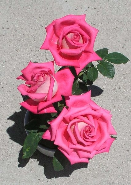 'Leah June' rose photo