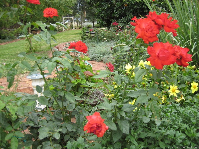 'Cathedral City' rose photo