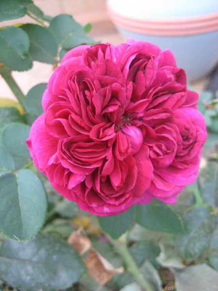 'William Shakespeare 2000 ™ (shrub, Austin 1994)' rose photo