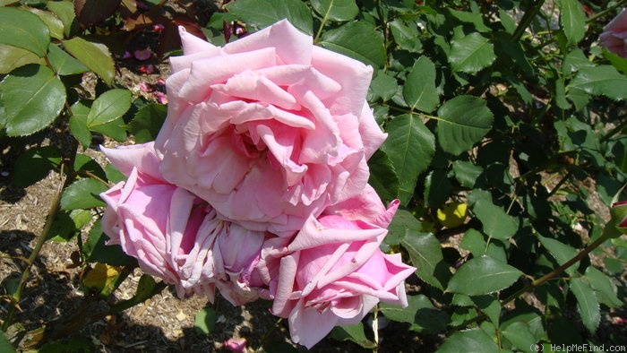'Elli Knab' rose photo