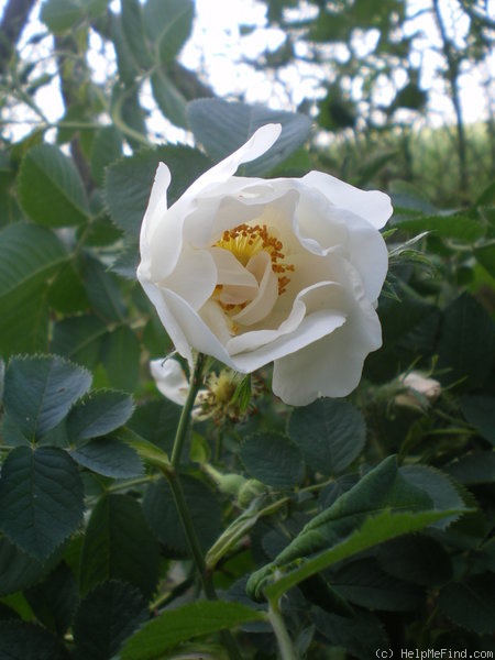 '<i>R. alba semi-plena</i>' rose photo