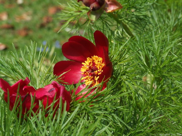 '<i>P. tenuifolia</i> subsp. <i>lithophila</i> Kotov synonym' peony photo