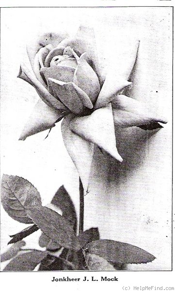 'Jonkheer J. L. Mock' rose photo