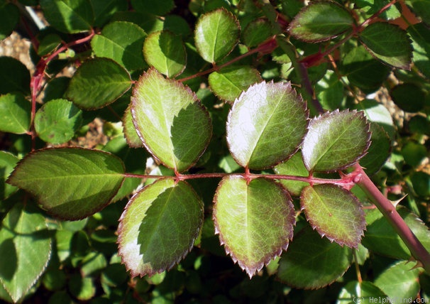 'Elizabeth Bowers' rose photo