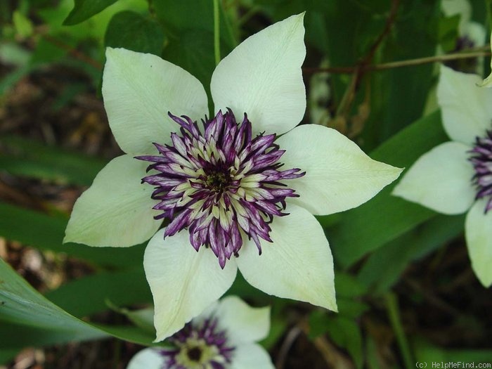 'florida Sieboldiana' clematis photo