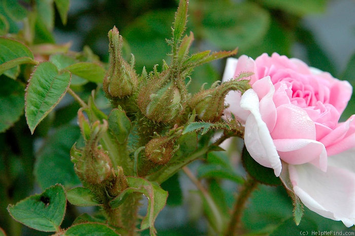 'Soupert & Notting' rose photo