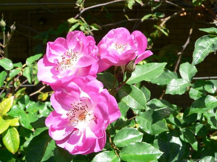 'Manetti' rose photo