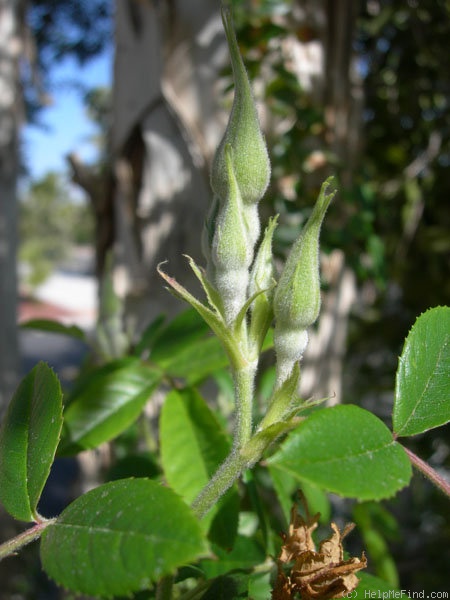 '<i>Rosa lyellii</i> Lindley' rose photo