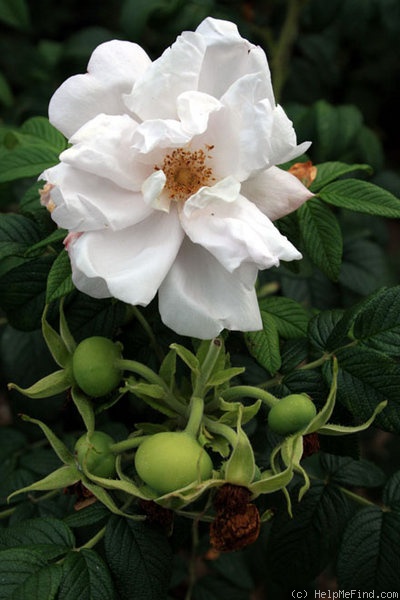 'Wild Goose' rose photo