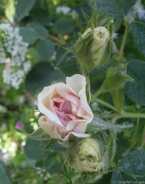 'Cuisse de Nymphe (Alba, before 1400)' rose photo