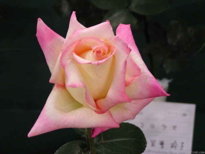 'Akebono (Hybrid Tea, Kawai, 1964)' rose photo