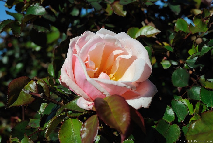 'Chanelle' rose photo