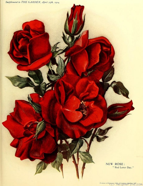 'Red-Letter Day (hybrid tea, Dickson, 1914)' rose photo