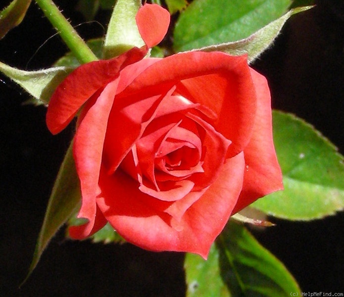 'Sheri Anne' rose photo