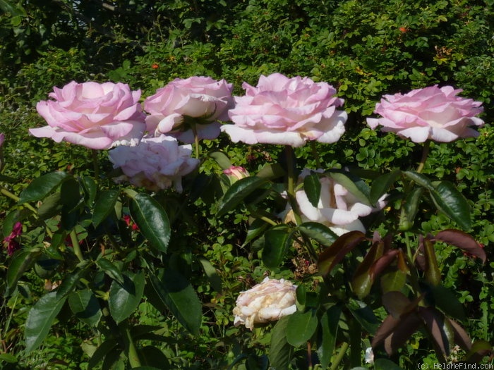 'Princesse de Monaco ® (hybrid tea, Meilland, 1971/81)' rose photo