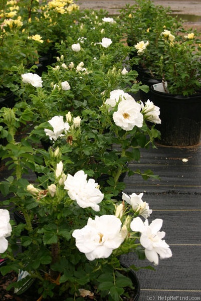 'Blanc Double de Coubert (Rugosa, Cochet-Cochet, 1892)' rose photo