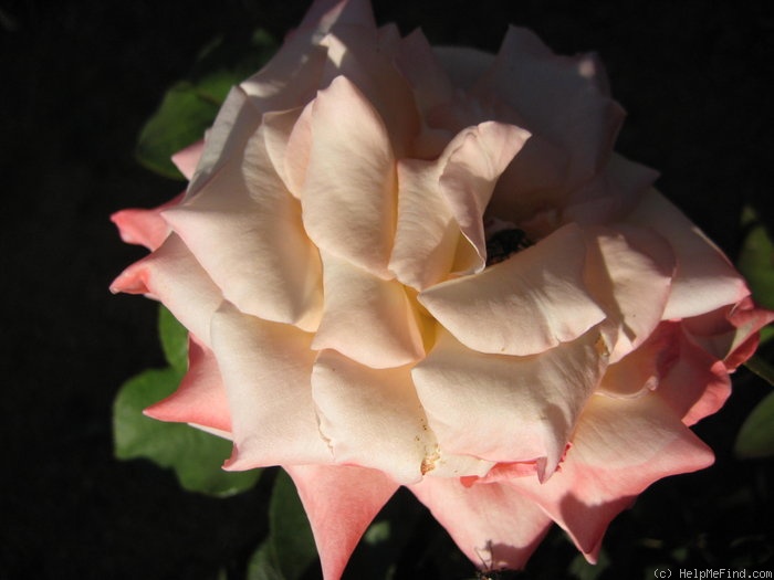 'Diana, Princess of Wales ™' rose photo