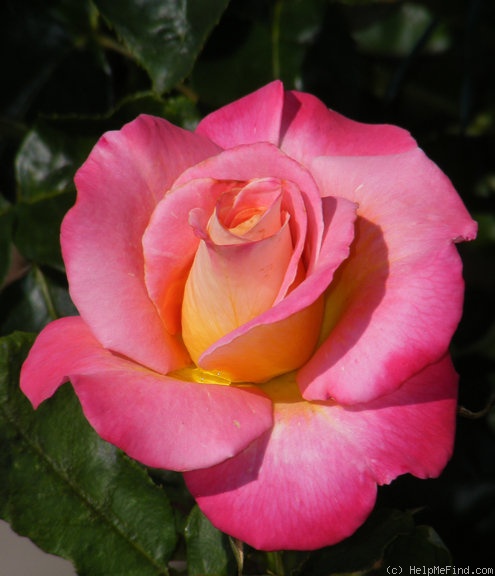 'Granada (hybrid tea, Lindquist, 1963)' rose photo