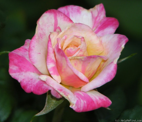 'Nicola Parade' rose photo