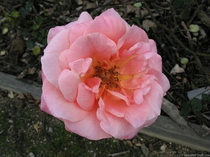 'Princess Margaret Rose' rose photo