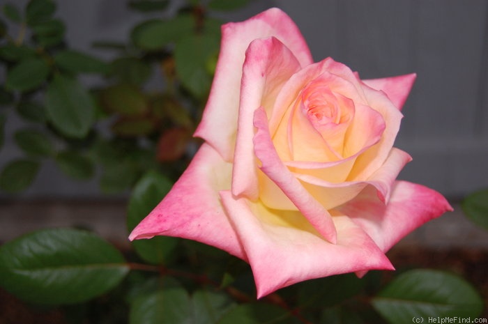 'Elegant Lady' rose photo