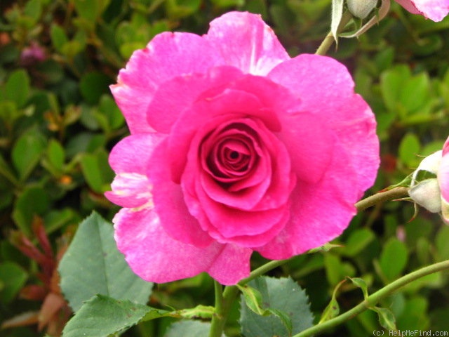 'Mélodie Parfumée ®' rose photo