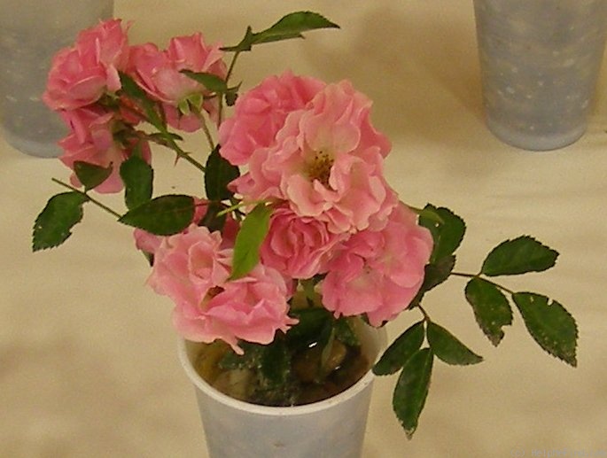 'Anna Boróka' rose photo