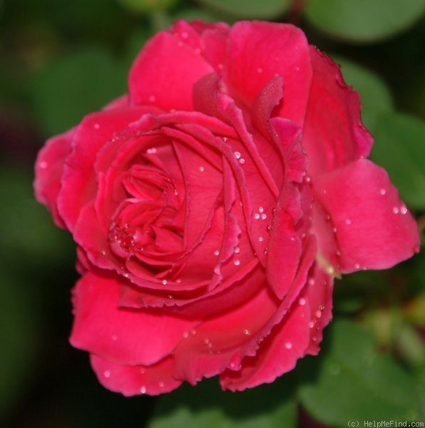 'The Widow of the South' rose photo