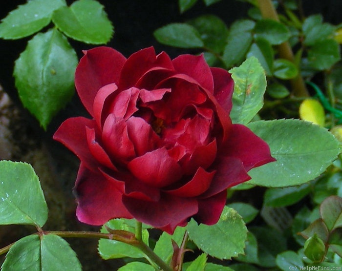 'Purple Buttons (Shrub, Rupert, 1993)' rose photo