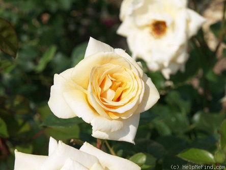 'Great Ormond Street' rose photo