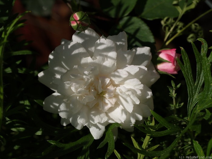 'White Pet' rose photo